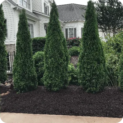 Tree & Branch Trimming by Moreno Landscaping