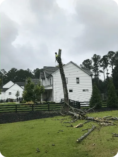 Tree & Branch Trimming by Moreno Landscaping