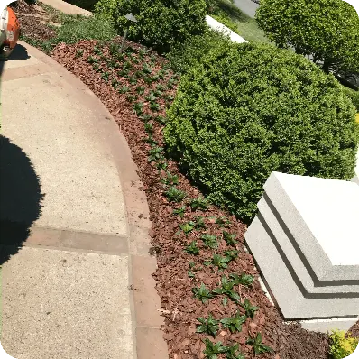 Mulch Installation by Moreno Landscaping