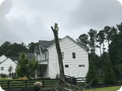 Tree being trimmed on a residential property