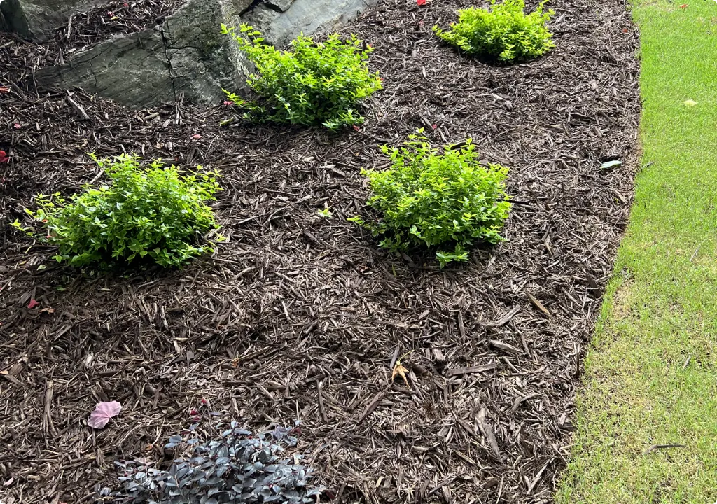 Freshly mulched bed with new shrubs installed by Moreno Landscaping