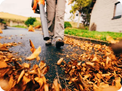 Fall leaves being cleared from a lawn