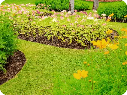 Clean-Ups by Moreno Landscaping