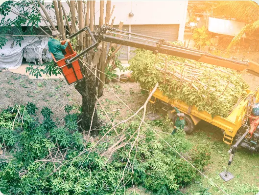 Tree & Branch Trimming by Moreno Landscaping
